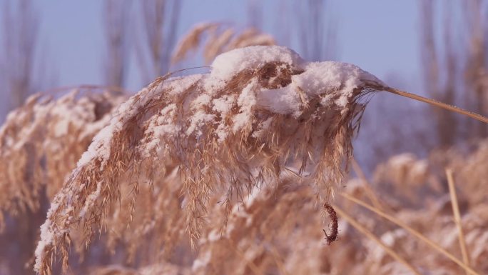 冬季唯美悲凉芦苇絮被雪覆盖升格空镜头