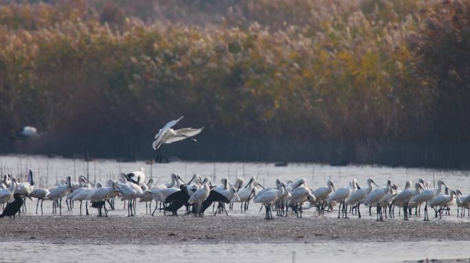 湿地的白琵鹭