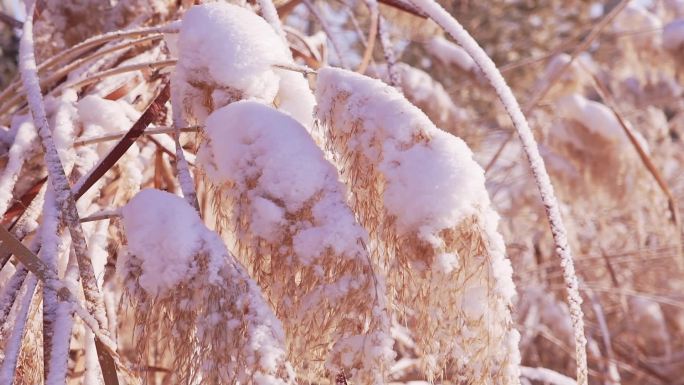 冬季唯美悲凉芦苇絮被雪覆盖升格空镜头