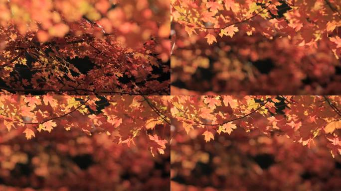 4K拍摄秋天的枫叶
