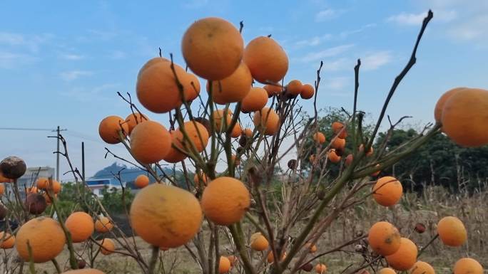 长在光枝树上的柑橘子 成熟的水果