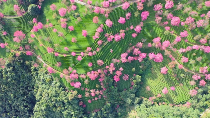 大理无量山樱花谷航拍