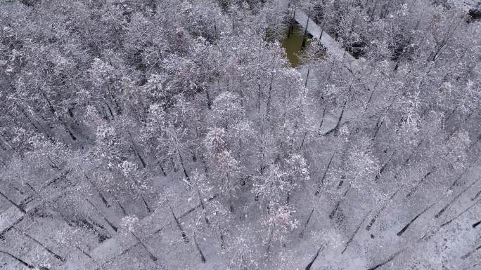 皖南川藏线旁落羽红杉雪景