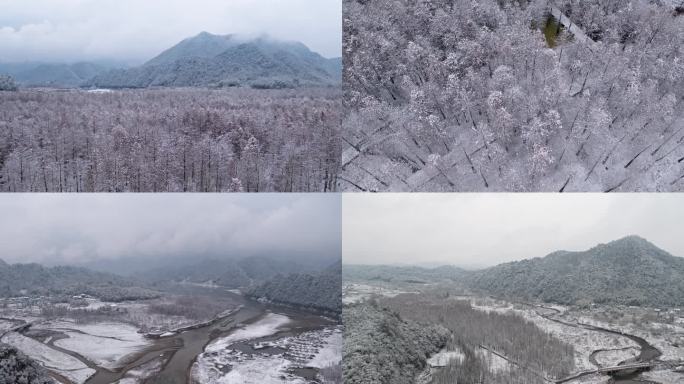 皖南川藏线旁落羽红杉雪景