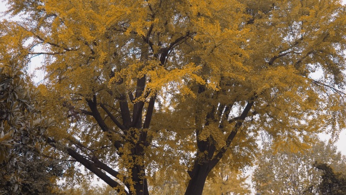 秋天老屋前银杏树叶黄了