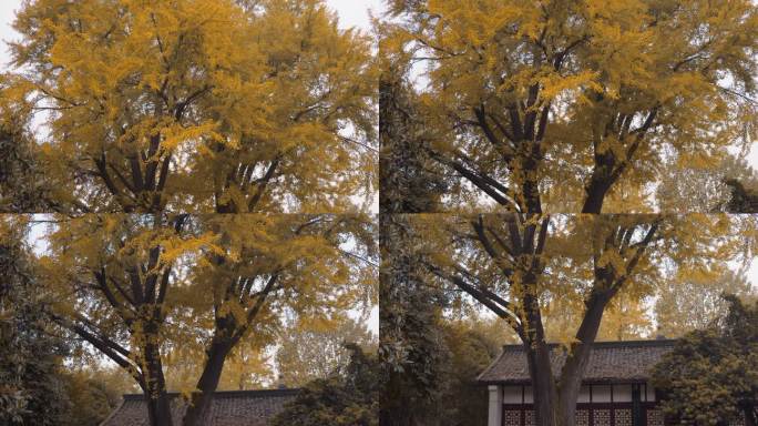 秋天老屋前银杏树叶黄了