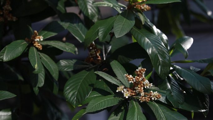 蜜蜂采枇杷花