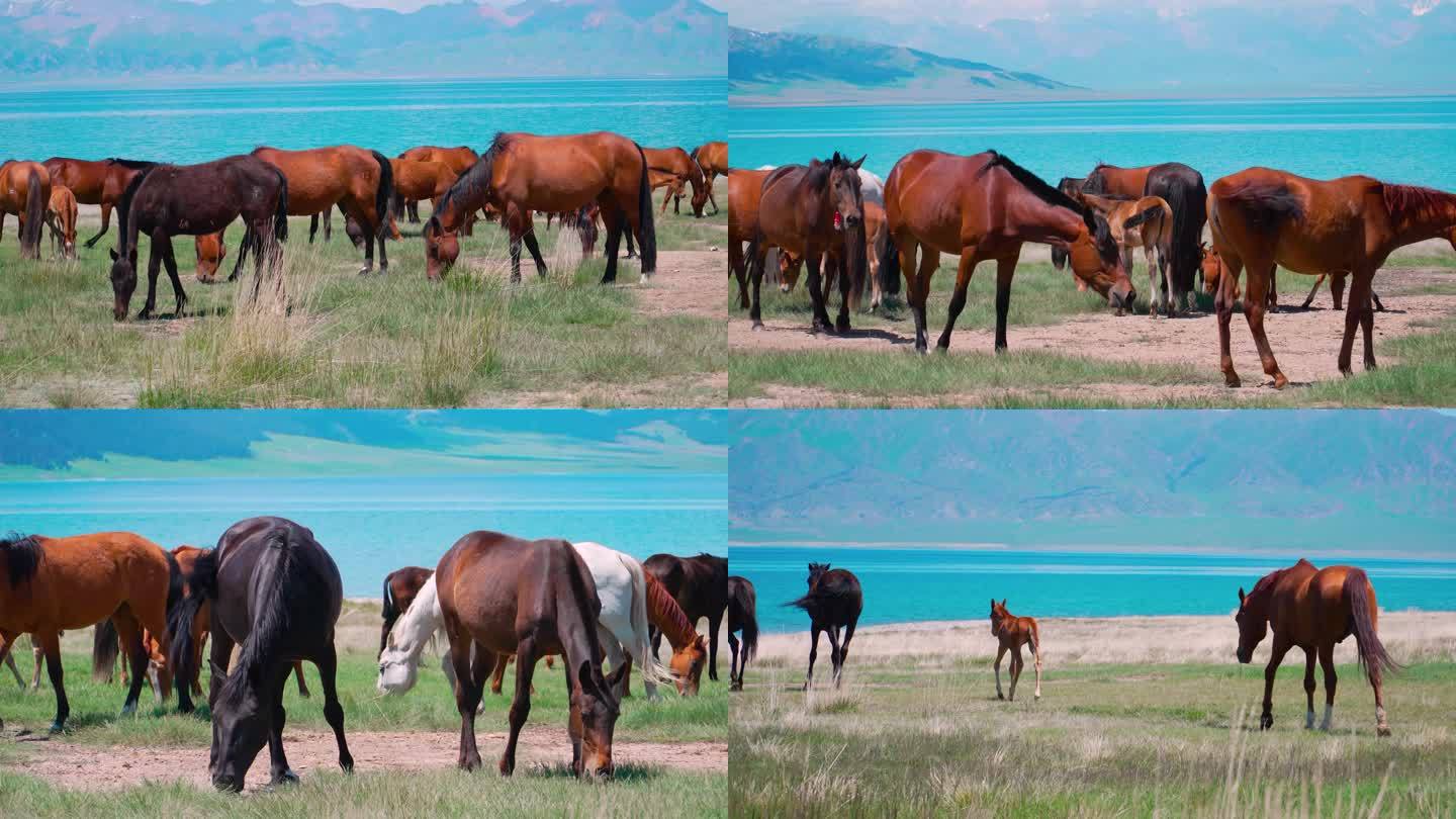 新疆 赛里木湖 马群 马 吃草 4K素材