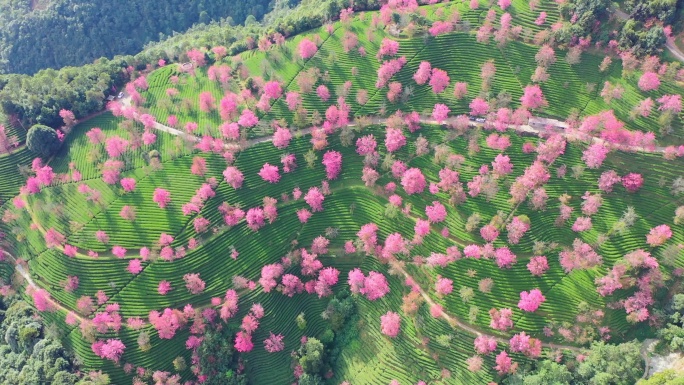 大理无量山樱花谷航拍