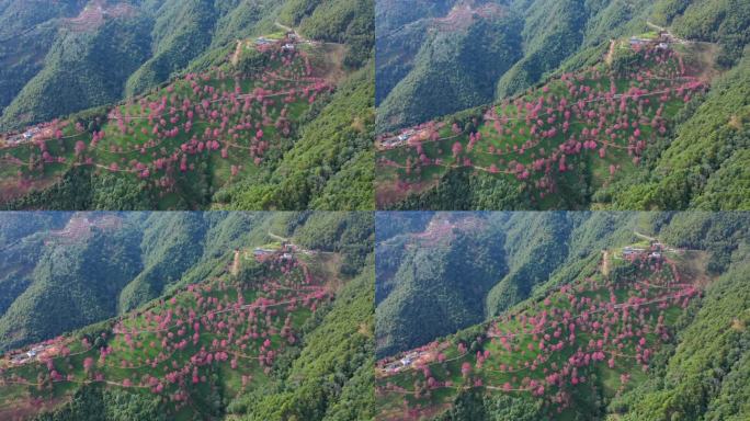 大理无量山樱花谷航拍