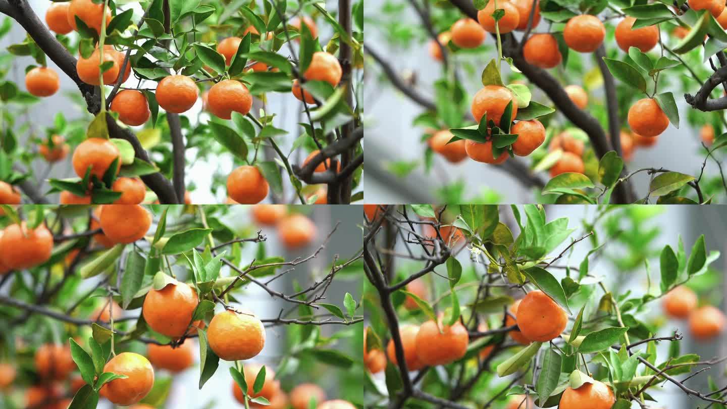 果园成熟金灿灿的橘子