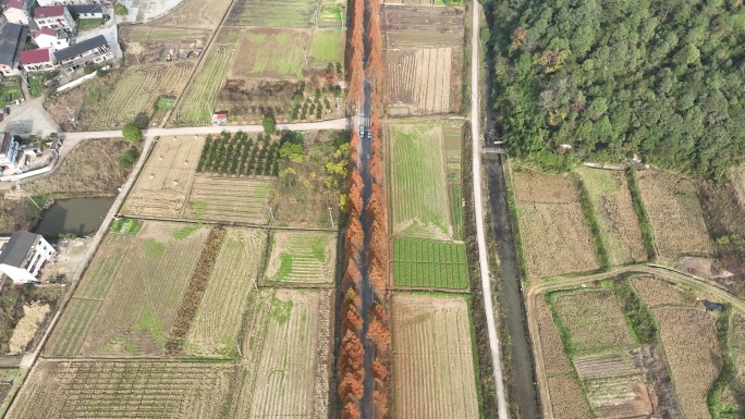 秋天冬天乡村农村田野道路行道树水杉黄叶