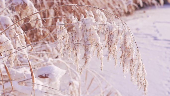 冬季唯美悲凉芦苇絮被雪覆盖升格空镜头