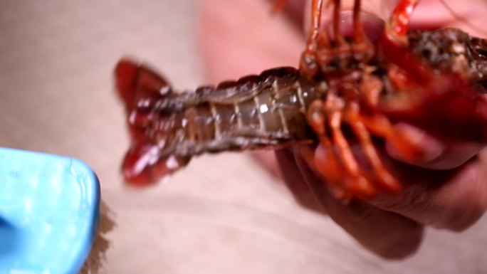 小龙虾身上的污渍刷洗小龙虾