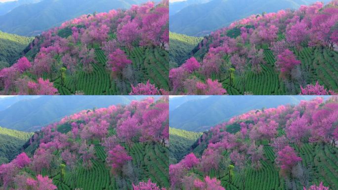 大理无量山樱花谷航拍