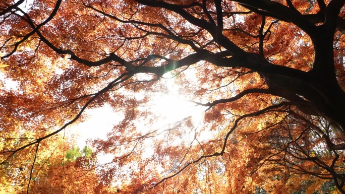 阳光穿过秋天红枫叶