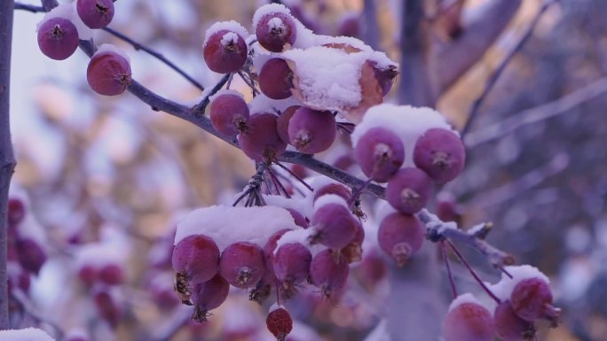 冬季唯美悲凉枯萎的野果被雪覆盖升格空镜头