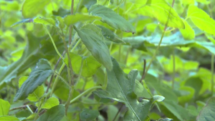 人工大棚种植人参野山参长白参滋补中药养殖