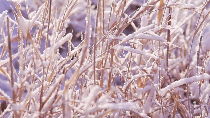 冬季唯美悲凉野草被雪覆盖升格空镜头