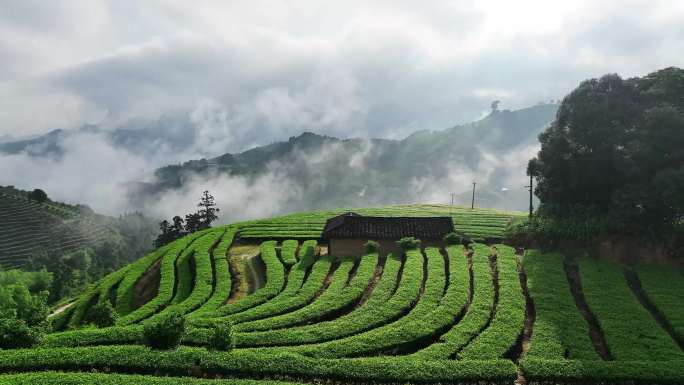航拍茶山绿色生态茶园云雾唯美意境高山茶