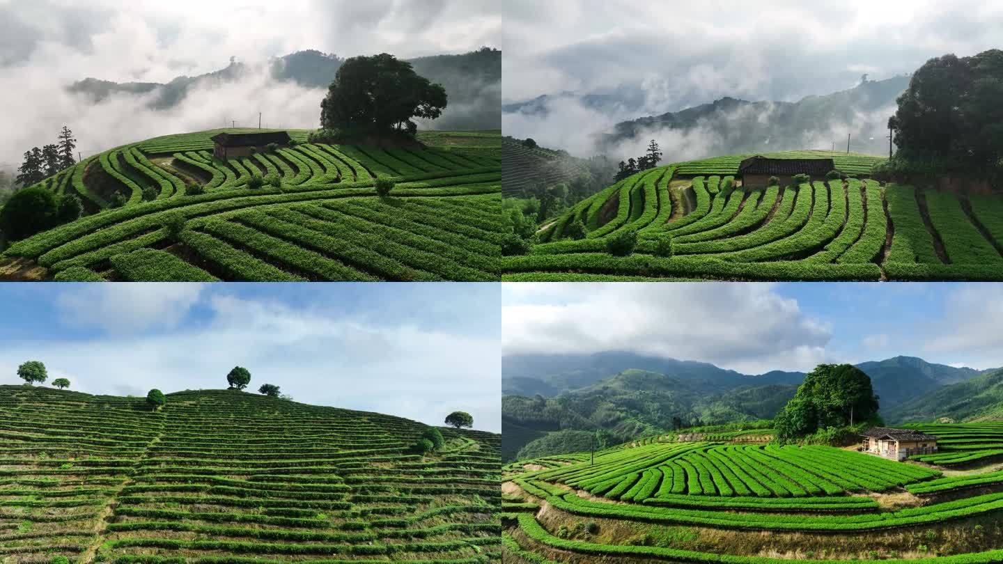 航拍茶山绿色生态茶园云雾唯美意境高山茶