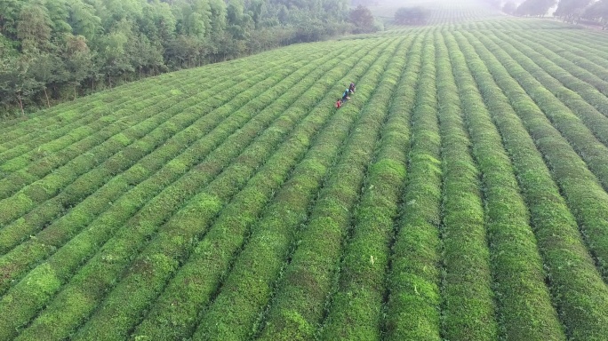 茶园  菜茶季  森林