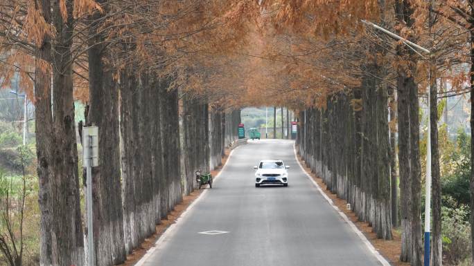 秋天农村乡村道路公路水杉行道树黄叶车辆