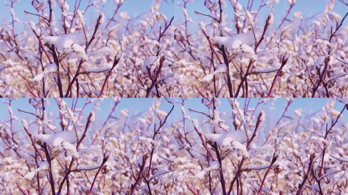 冬季唯美悲凉树枝被雪覆盖升格空镜头