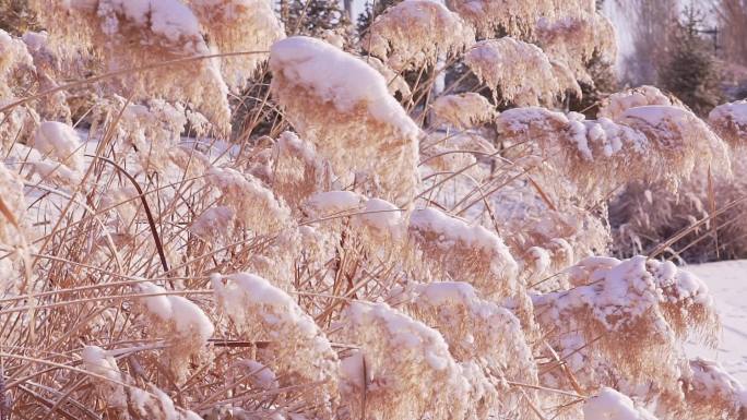 冬季唯美悲凉芦苇絮被雪覆盖升格空镜头