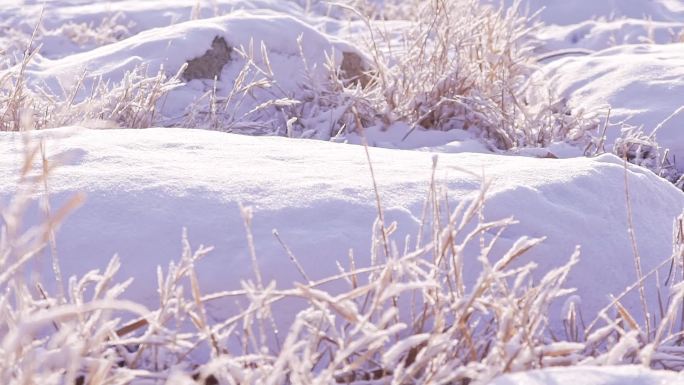 冬季唯美悲凉野草被雪覆盖升格空镜头