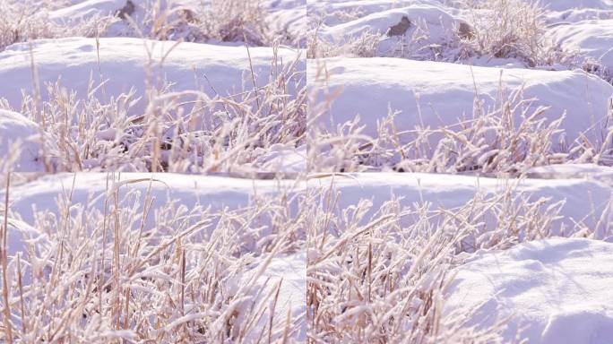 冬季唯美悲凉野草被雪覆盖升格空镜头