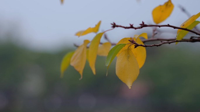 秋天树叶变黄