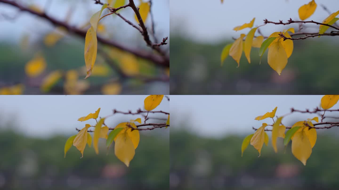 秋天树叶变黄