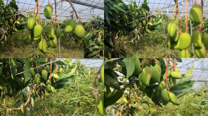热带芒果在北方大棚栽培结果实拍