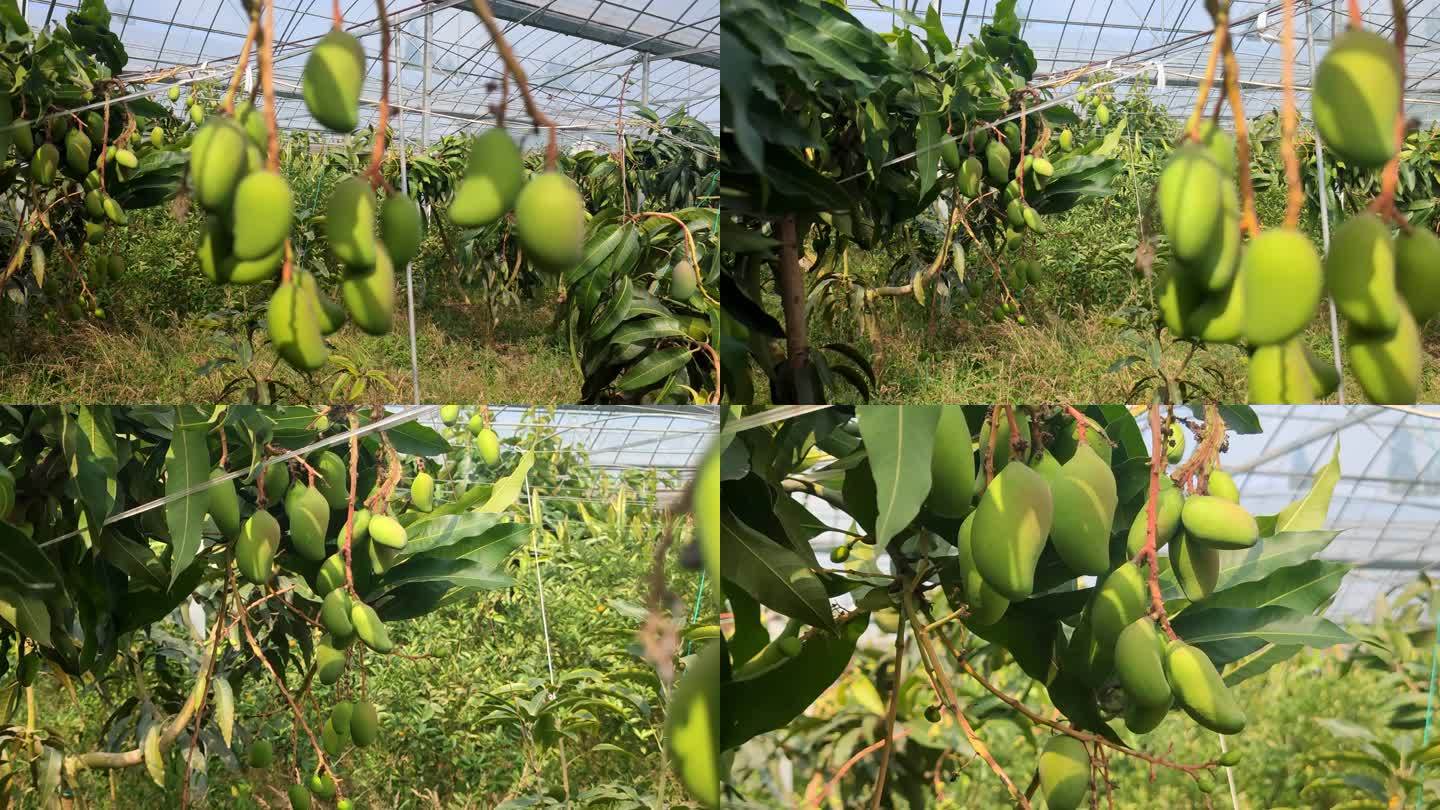 热带芒果在北方大棚栽培结果实拍