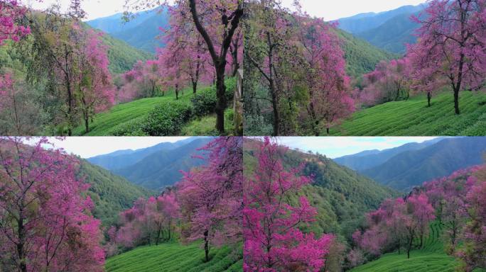 大理无量山樱花谷航拍