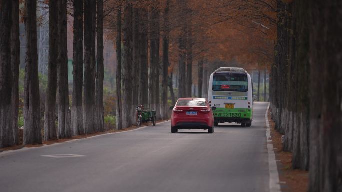 秋天农村乡村道路公路公交车水杉行道树车辆