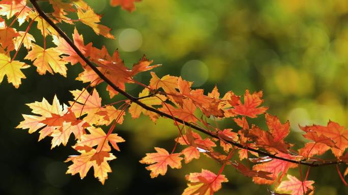 4K拍摄秋天的枫叶