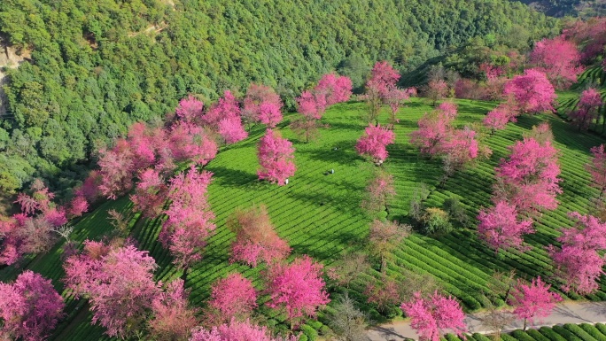 大理无量山樱花谷航拍