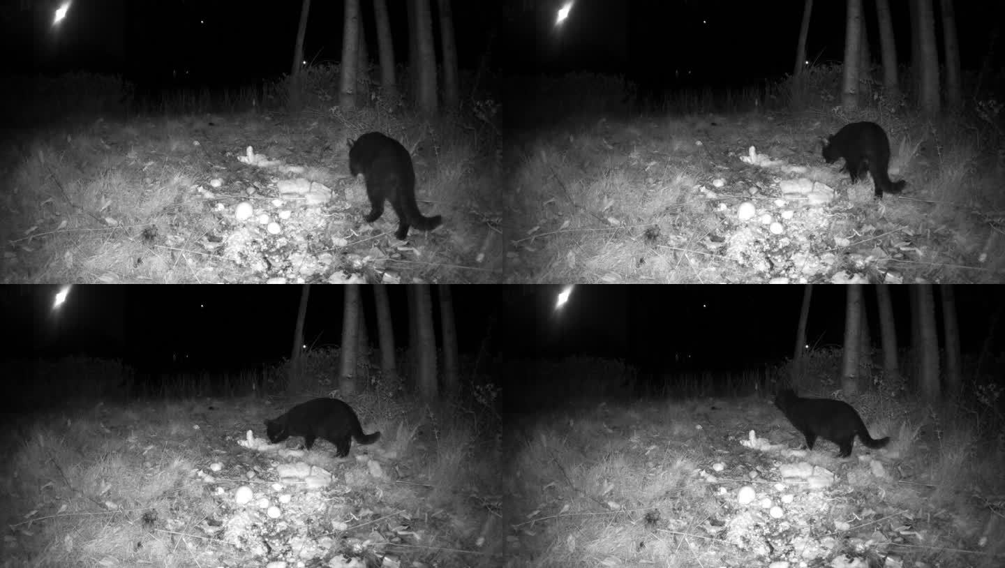 夜色中红外线守猎相机镜头下的流浪猫