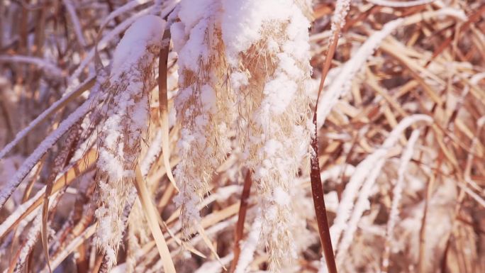 冬季唯美悲凉芦苇絮被雪覆盖升格空镜头