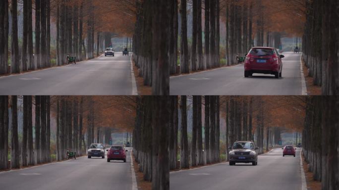 秋天农村乡村道路公路行道树水杉秋天车辆