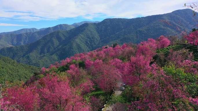 大理无量山樱花谷航拍