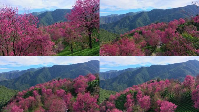 大理无量山樱花谷航拍