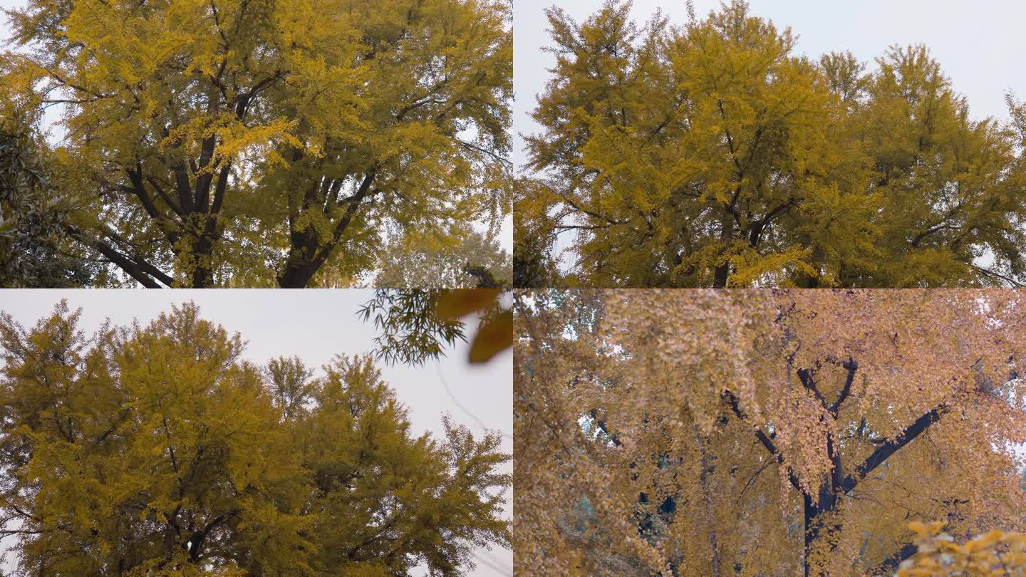 秋天白果树叶黄了