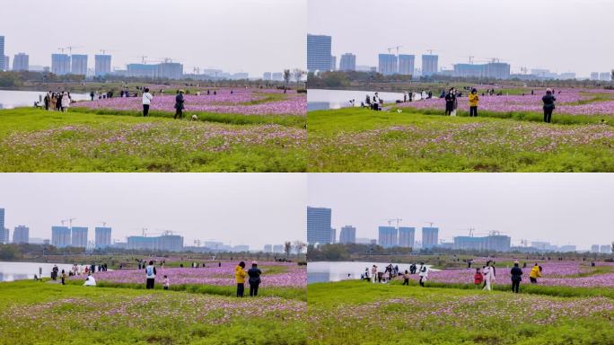 长沙洋湖花海