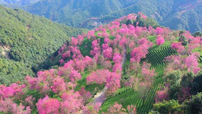 大理无量山樱花谷航拍