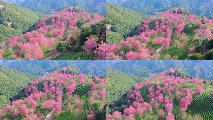 大理无量山樱花谷航拍