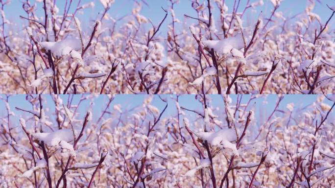 冬季唯美悲凉树枝被雪覆盖升格空镜头