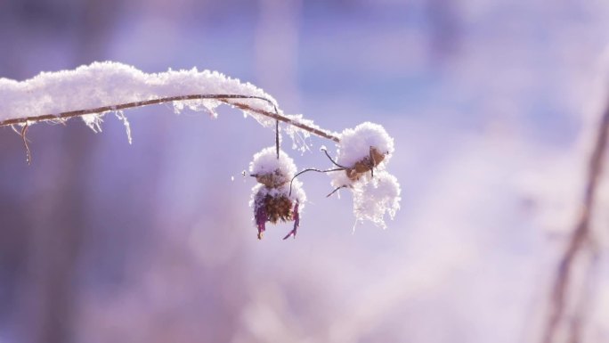 冬季唯美悲凉枯萎的野花被雪覆盖升格空镜头